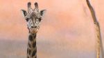 Žirafa Rotschildova